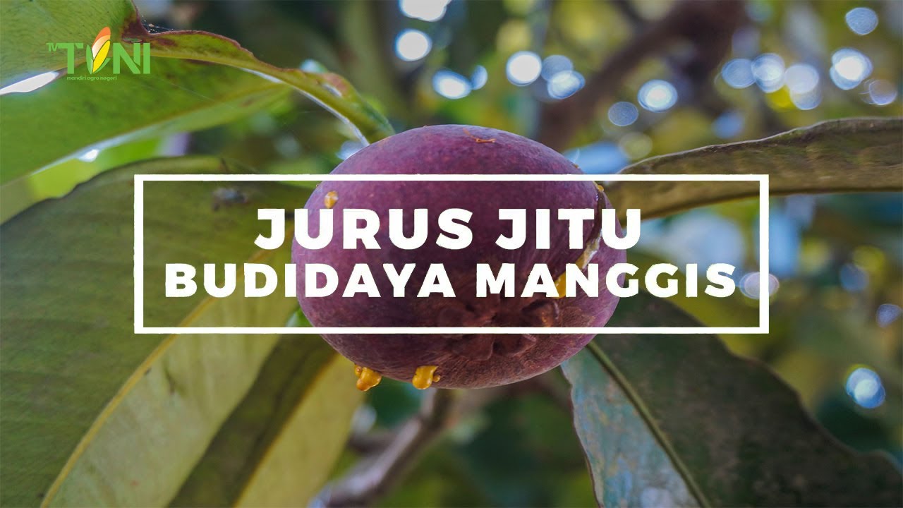 Jurus Jitu Budidaya Manggis Agar Menghasilkan Buah Yang Berkualitas
