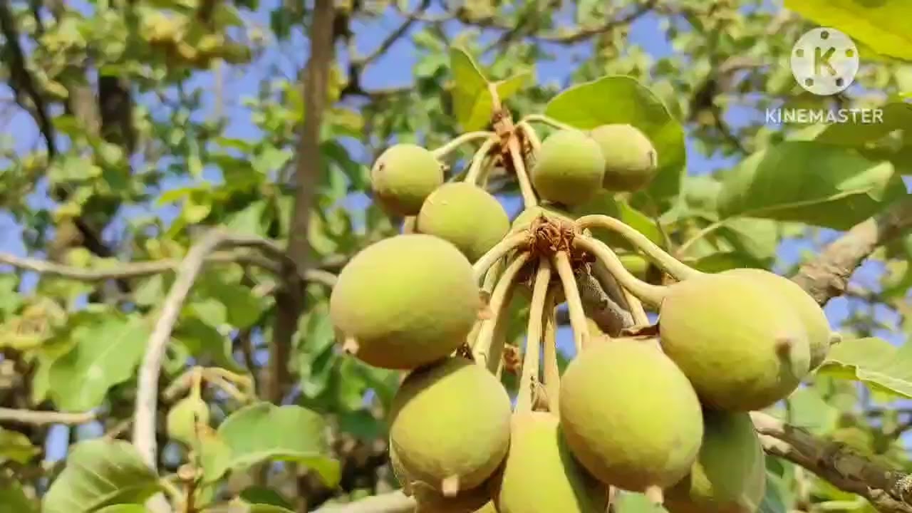 शेतात लागलेली आग व मोहाच्या फळांची भाजी/mohachi bhaji