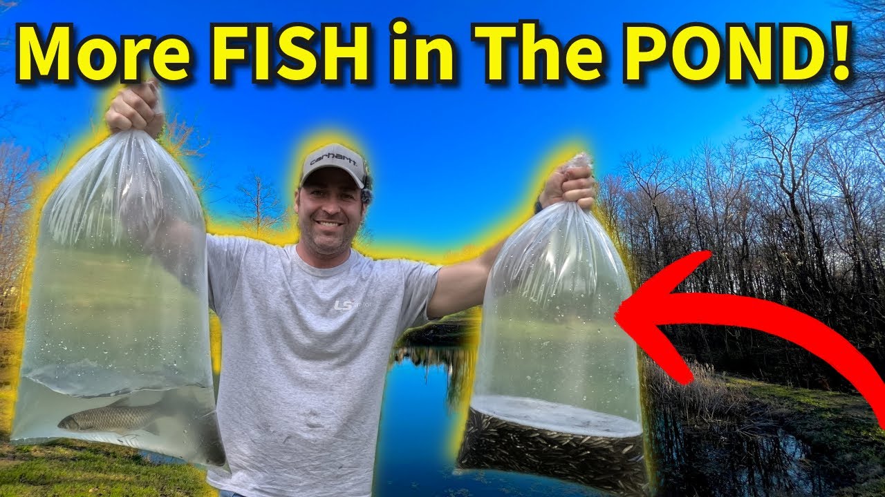Fish Stocking Day! See What Goes Into the Pond