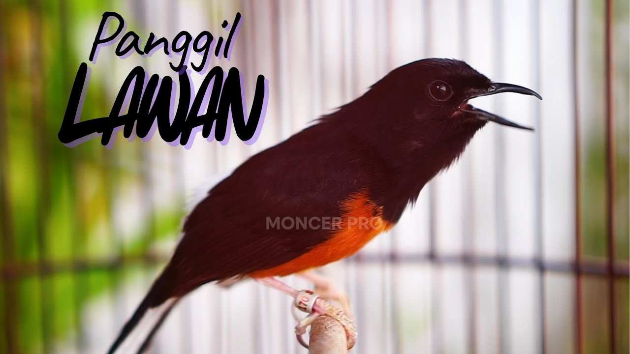 PANCINGAN MURAI BATU GACOR EMOSI SIANG HARI DONGKRAK LAWAN AGAR GACOR BOCOR