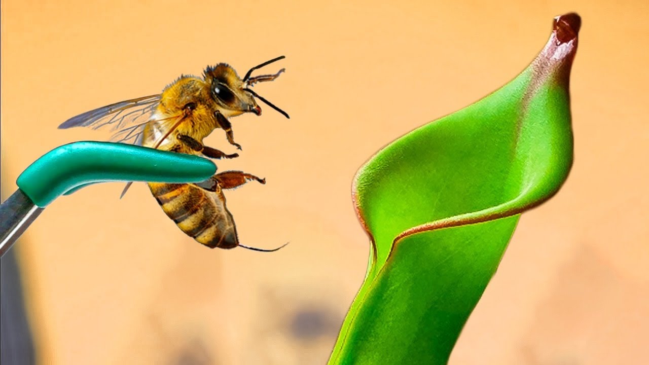 É Incrível Como Essa Espécie de Planta Carnívora Devora Abelhas!! 🤯
