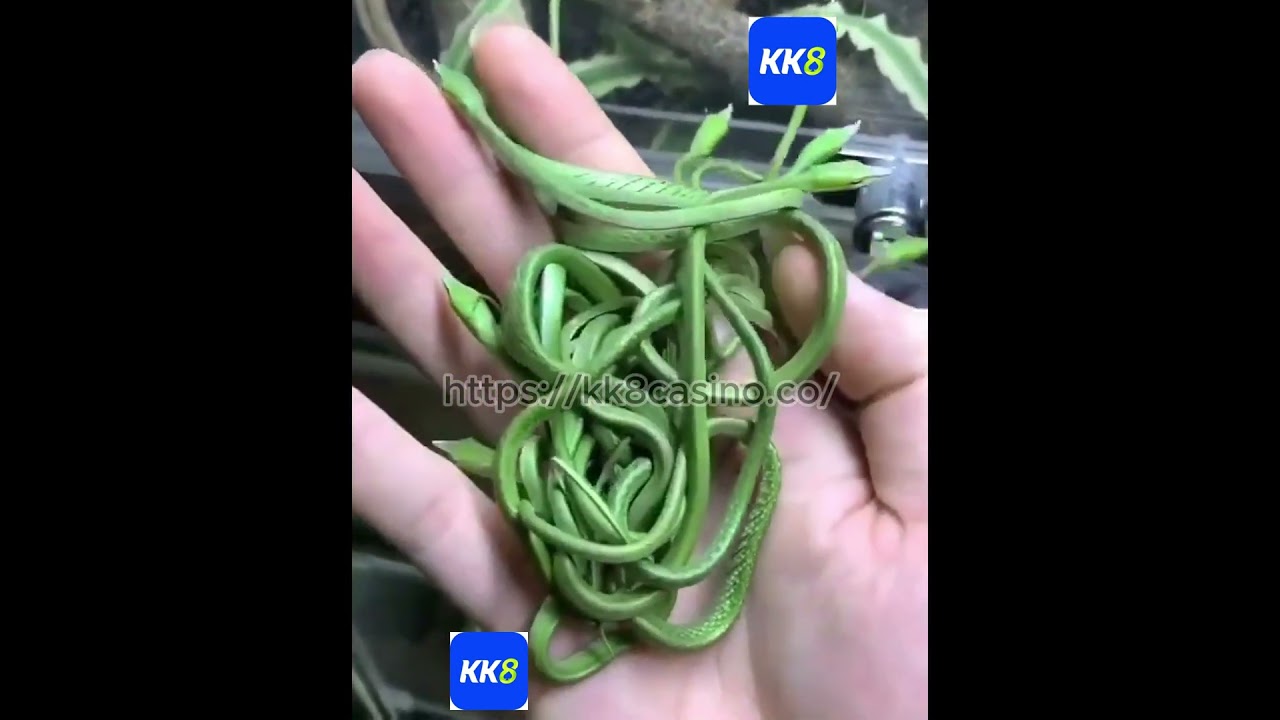Baby vine snakes are the cutest!! 🐍