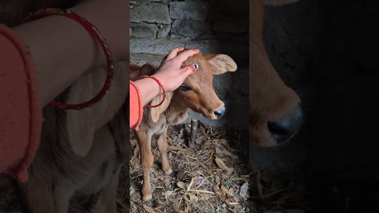 hamare Ghar nayi member aayi h😊❤️ #rinkaagarwal #minivlog