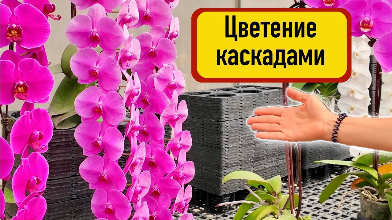 Орхидеи дома | Сумасшедшее цветение!