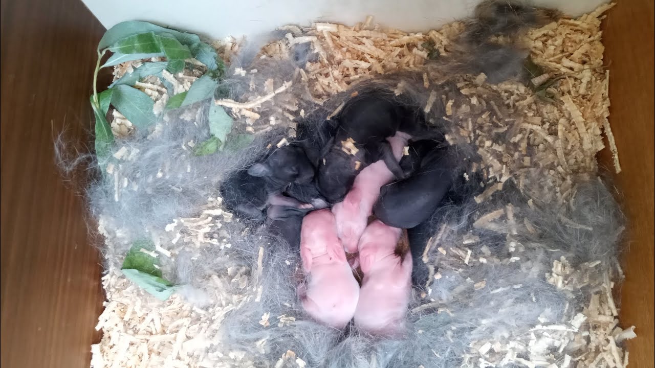 Первый окрол крольчихи Баварии и другие кролики.