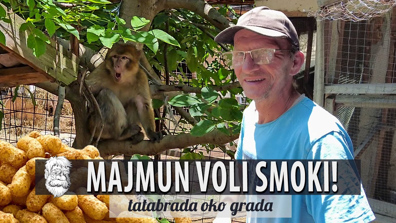 Majmuna hrani smokijem, RODU svježom DŽIGERICOM, a SRNDAĆE alpskim mlijekom