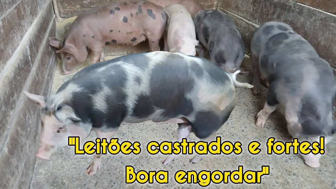 Será que vamos ter vender o cocão?🤔
