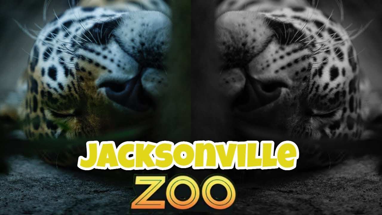 Jacksonville Zoo Tour | Best Family-Friendly Zoo in FL | Top Tourist Attraction & Wildlife Adventure