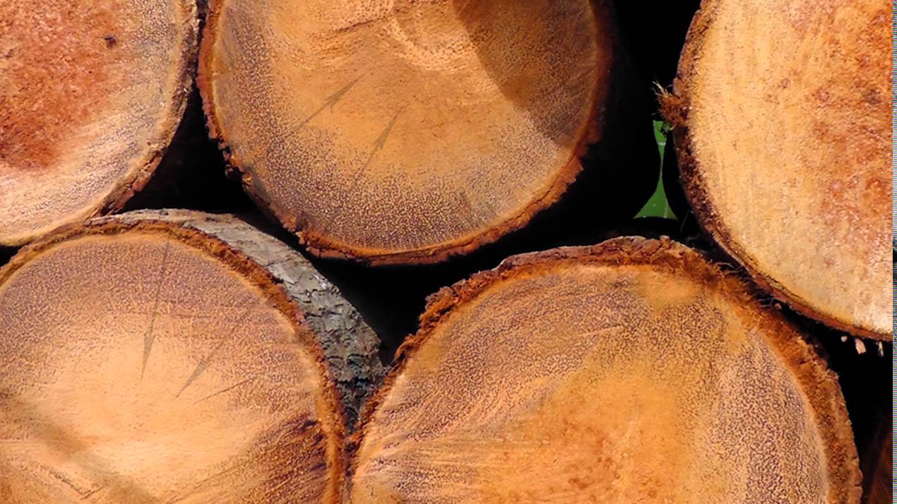 ACIAR CocoVeneer - The character of coconut wood