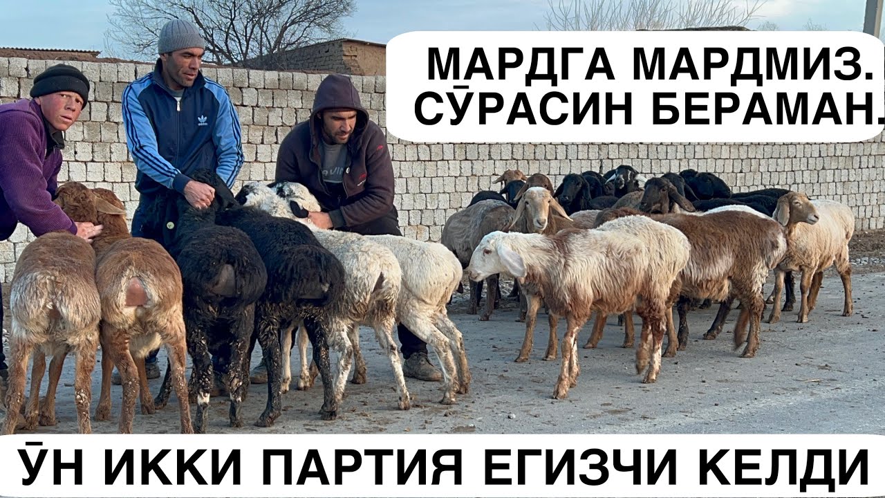 ЕГИЗЧИ ИЗЛАГАНЛАР УЧУН. ☎️+998976711997