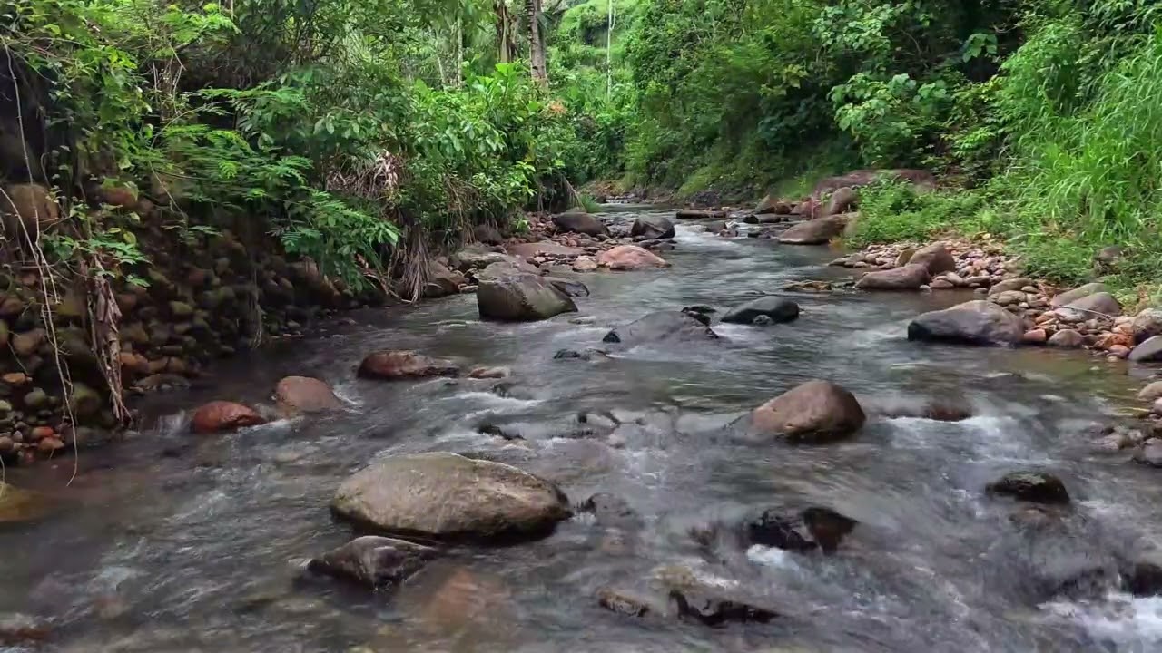 Serene Forest River Flowing Through Green Jungle Paradise