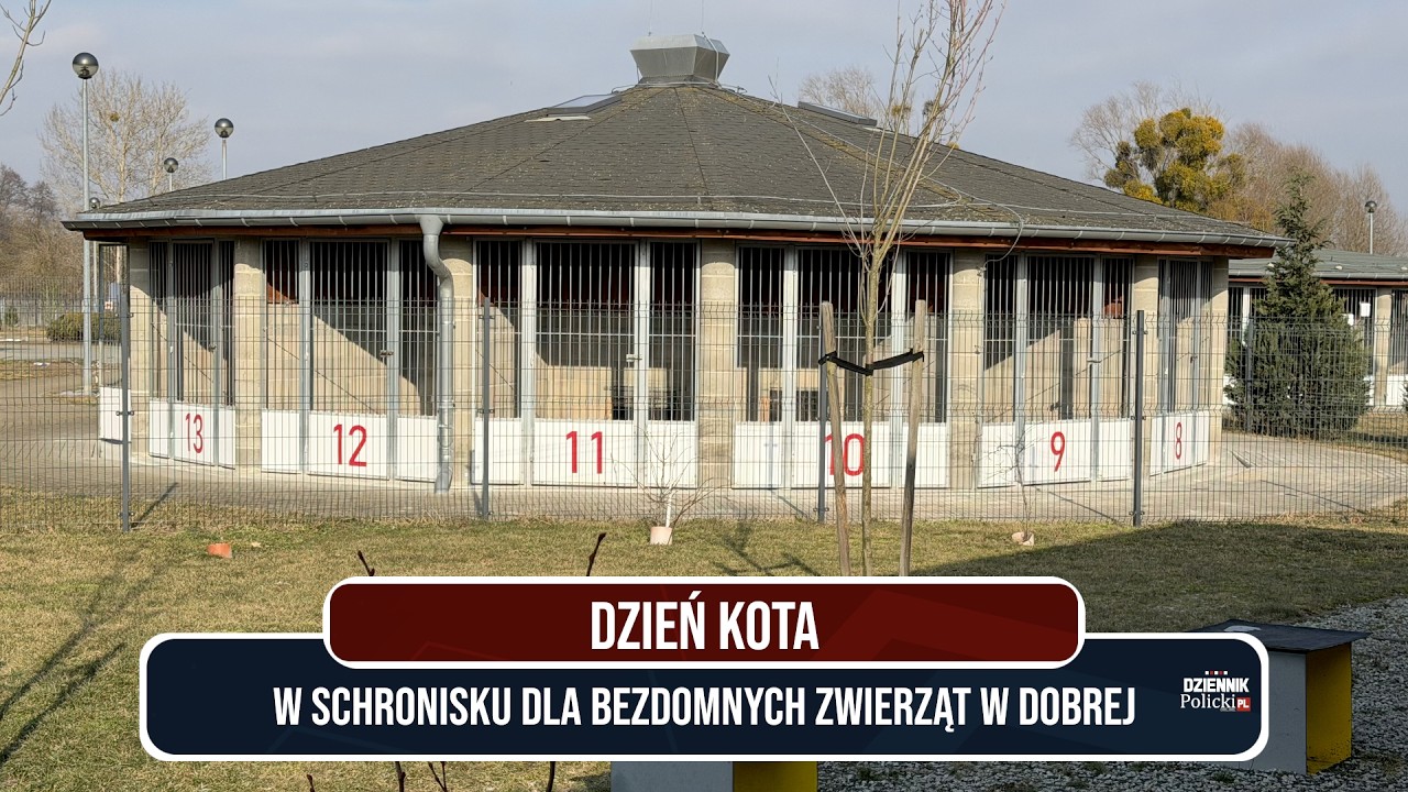 Dzień Kota w Schronisku w Dobrej