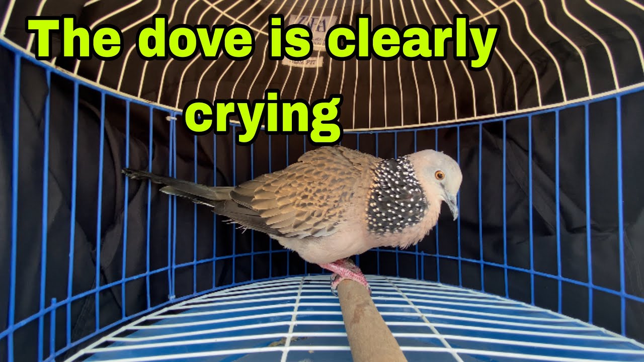 The dove is clearly crying