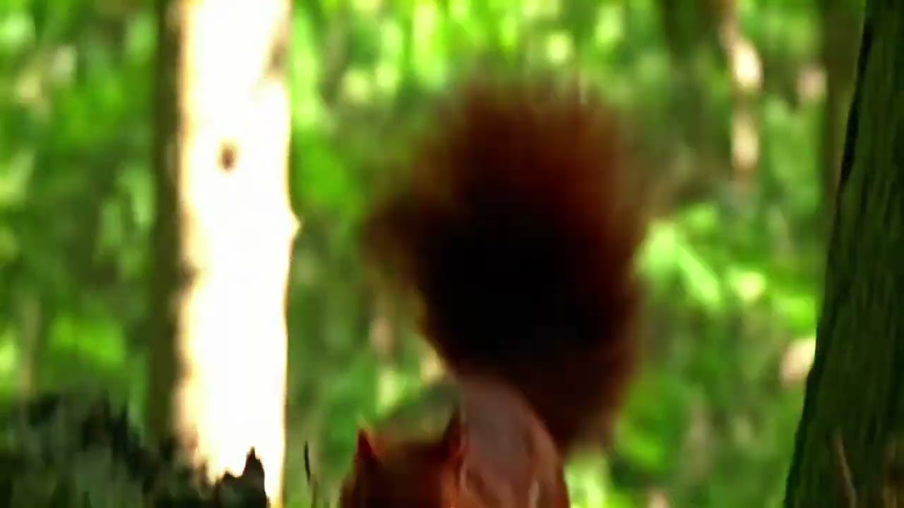 Cute Squirrel