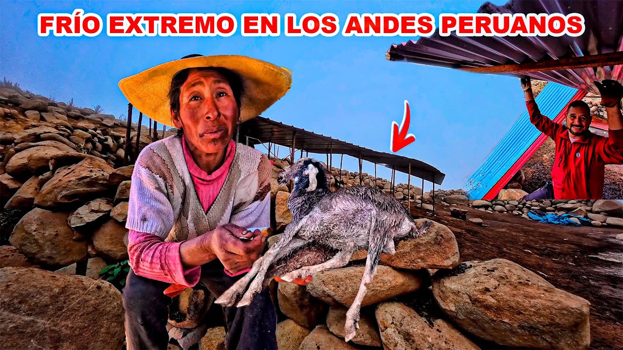 ¡Condición EXTREMA!.  CABRA no soportó EL mal clima y FRÍO. Doña Yolanda la MUJER GUERRERA