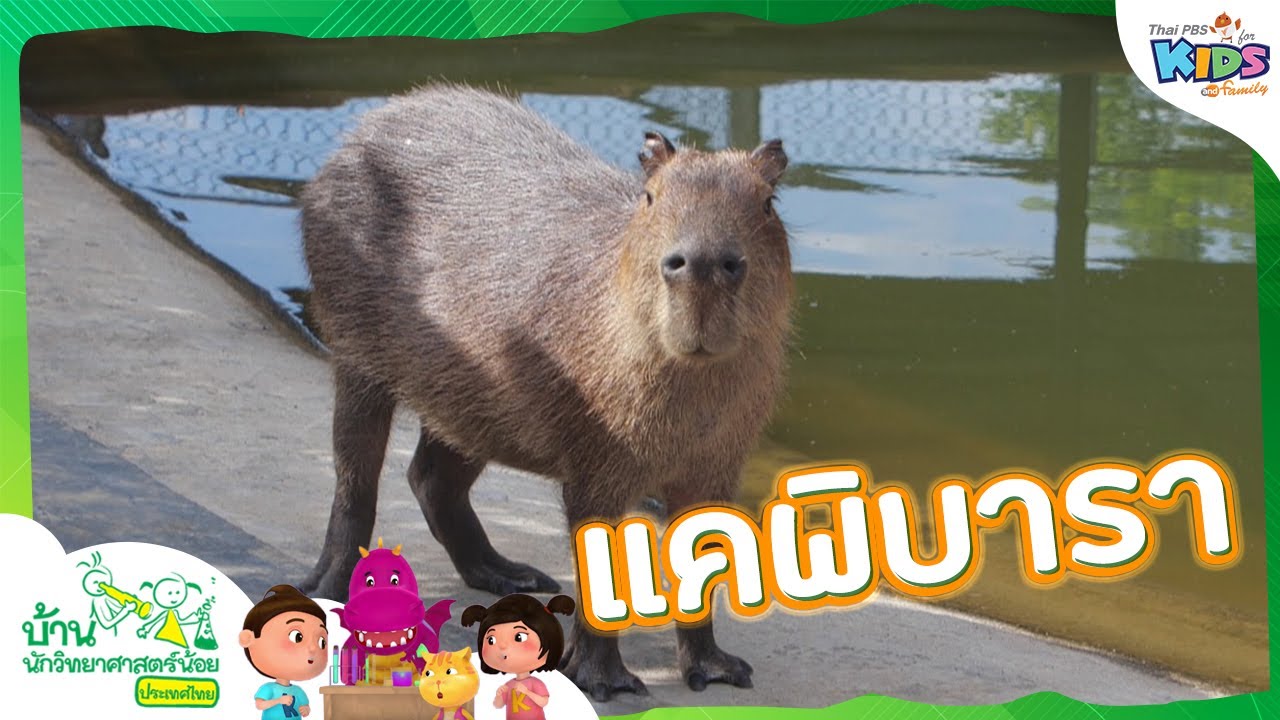 แคพิบารา | บ้านนักวิทยาศาสตร์น้อย