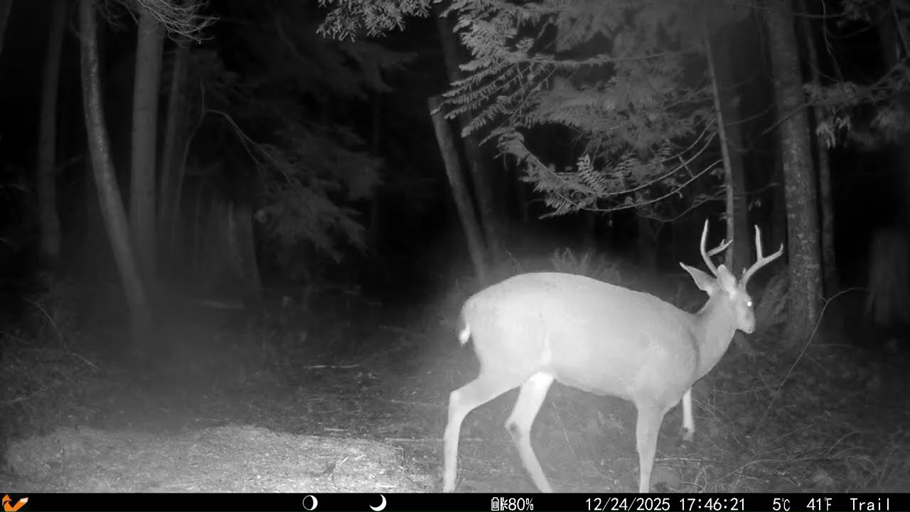 2025 Western Washington State (Marysville) Trail Cam Video: Quilceda Creek Trail