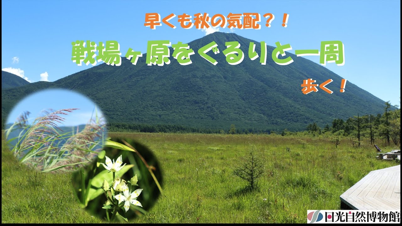 早くも秋の気配？！　残暑厳しい今の時期にこそ歩きたい、戦場ヶ原！！＜2025年 8月19日＞ 【奥日光自然情報】