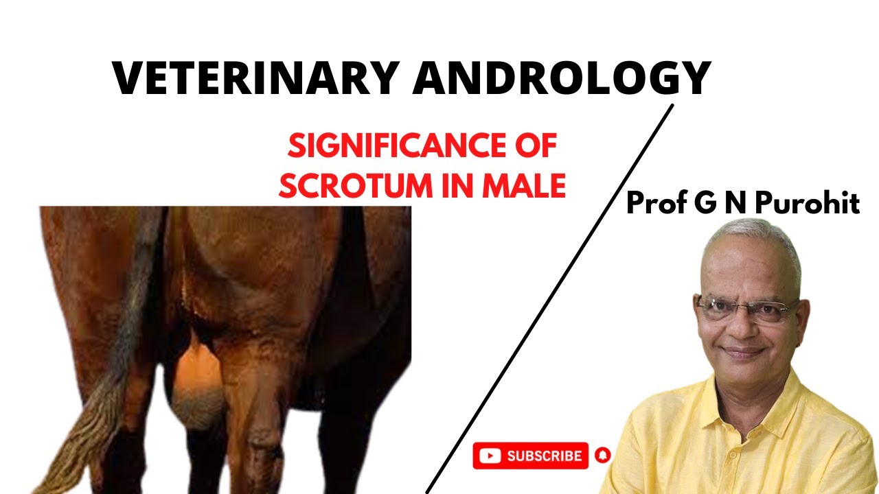 Veterinary Andrology I Male reproductive organs I Understanding the Scrotum I VGO Unit 3 I GNP Sir