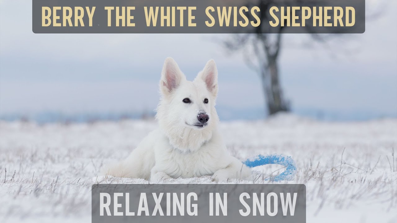 Berry the #WhiteSwissShepherd - Relaxing in snow