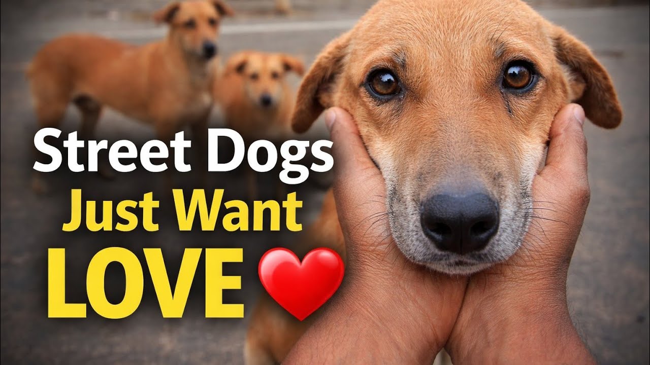 Street Dogs Deserve Love Too ❤️ | Heart Touching Video