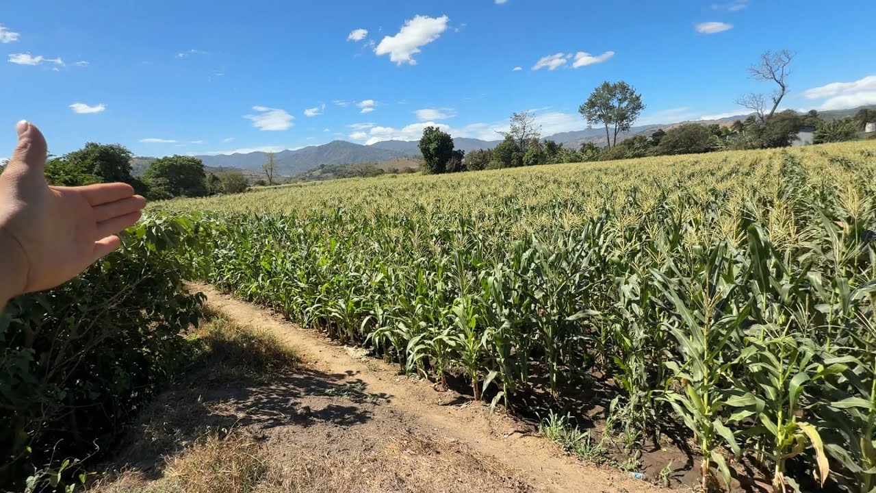 Compramos esta belleza de milpa para moler a las vacas 