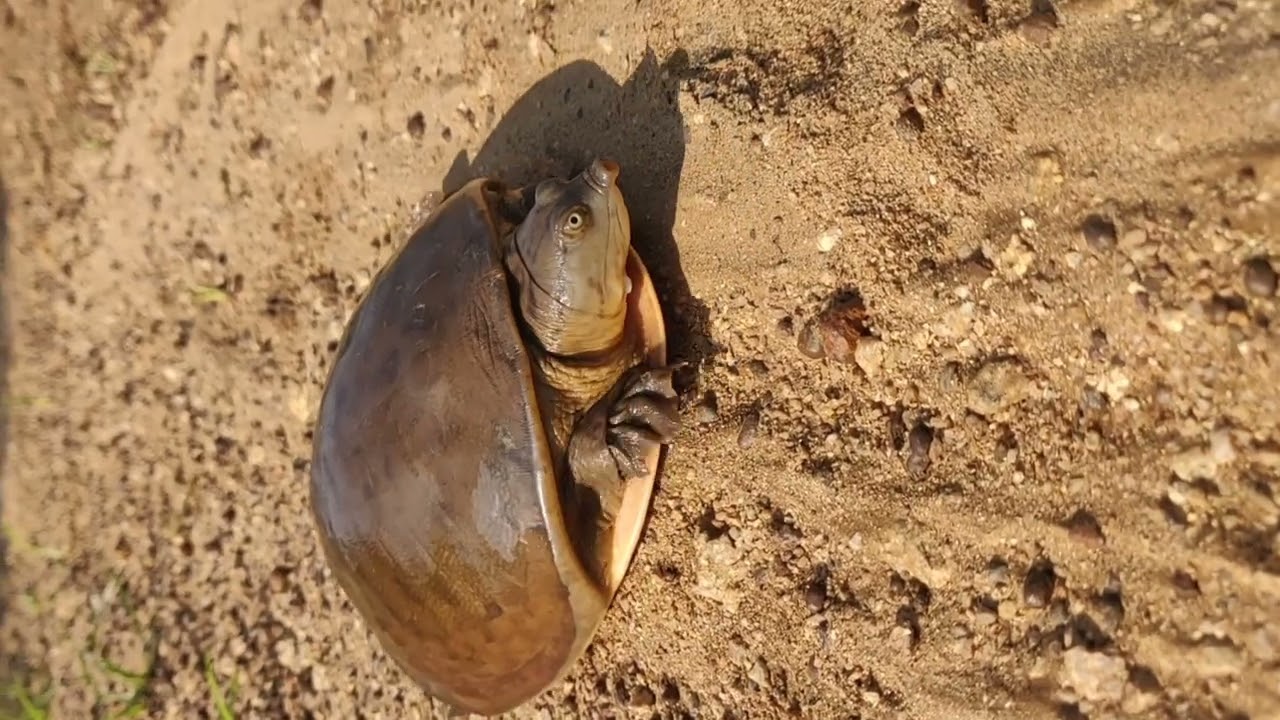 Tortoise||రోడ్డు మీద తాబేలు దొరికింది దాన్ని తీసుకుపోయి ఏం చేశాను మీరే చూడండి