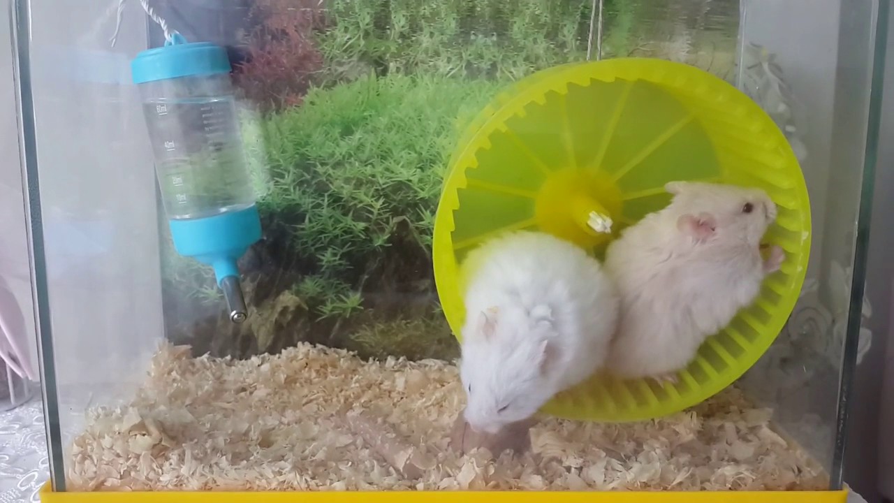Hamster Beslemek Maliyetli mi ?