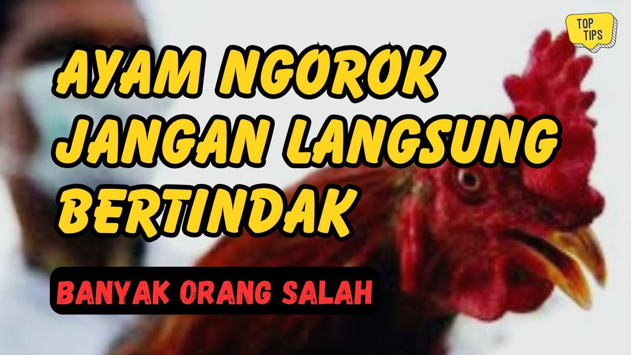 Kesalahan Umum Saat Mengatasi Ayam Ngorok, Terlihat Benar Tapi Salah