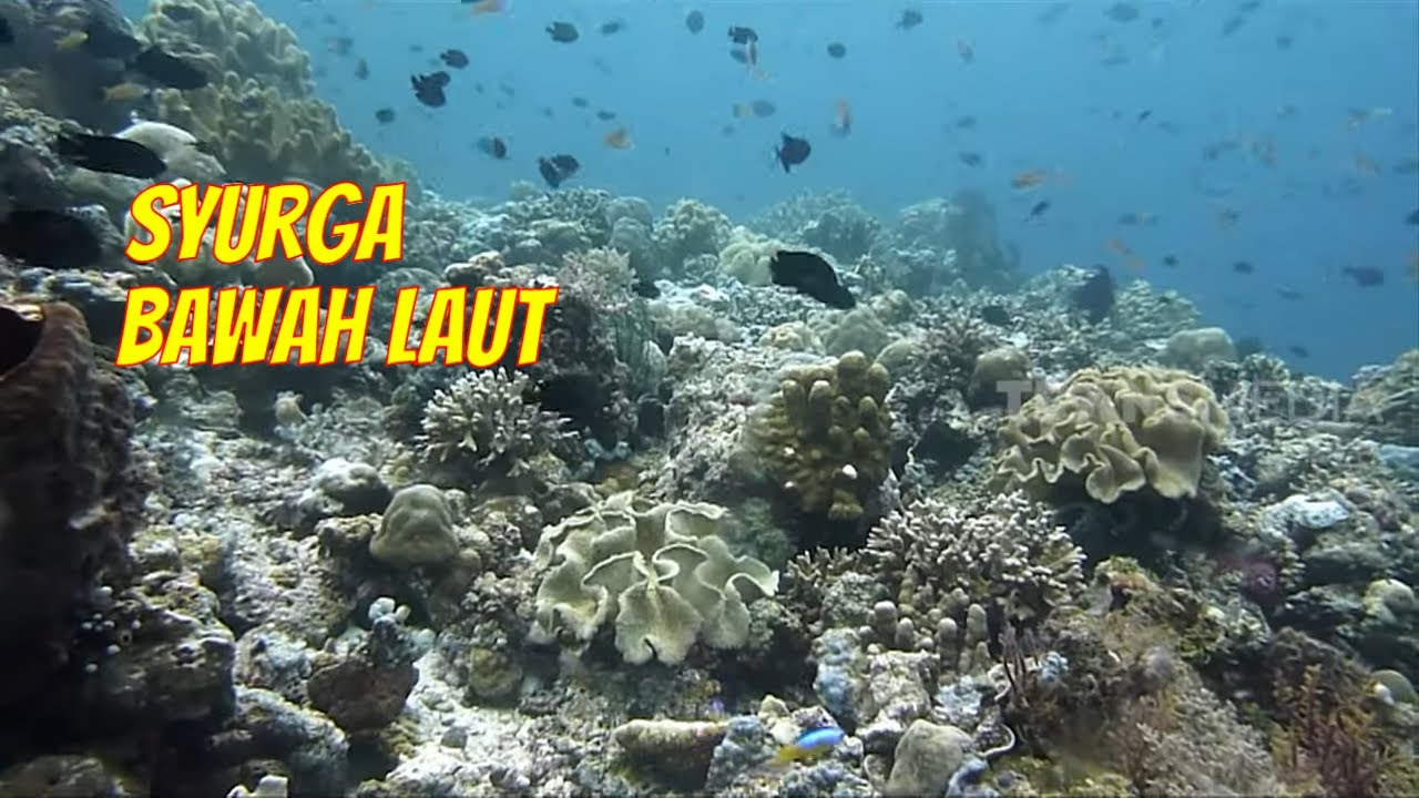 PULAU TOMIA Surganya Dunia Bawah Laut Para Diver | RAGAM INDONESIA