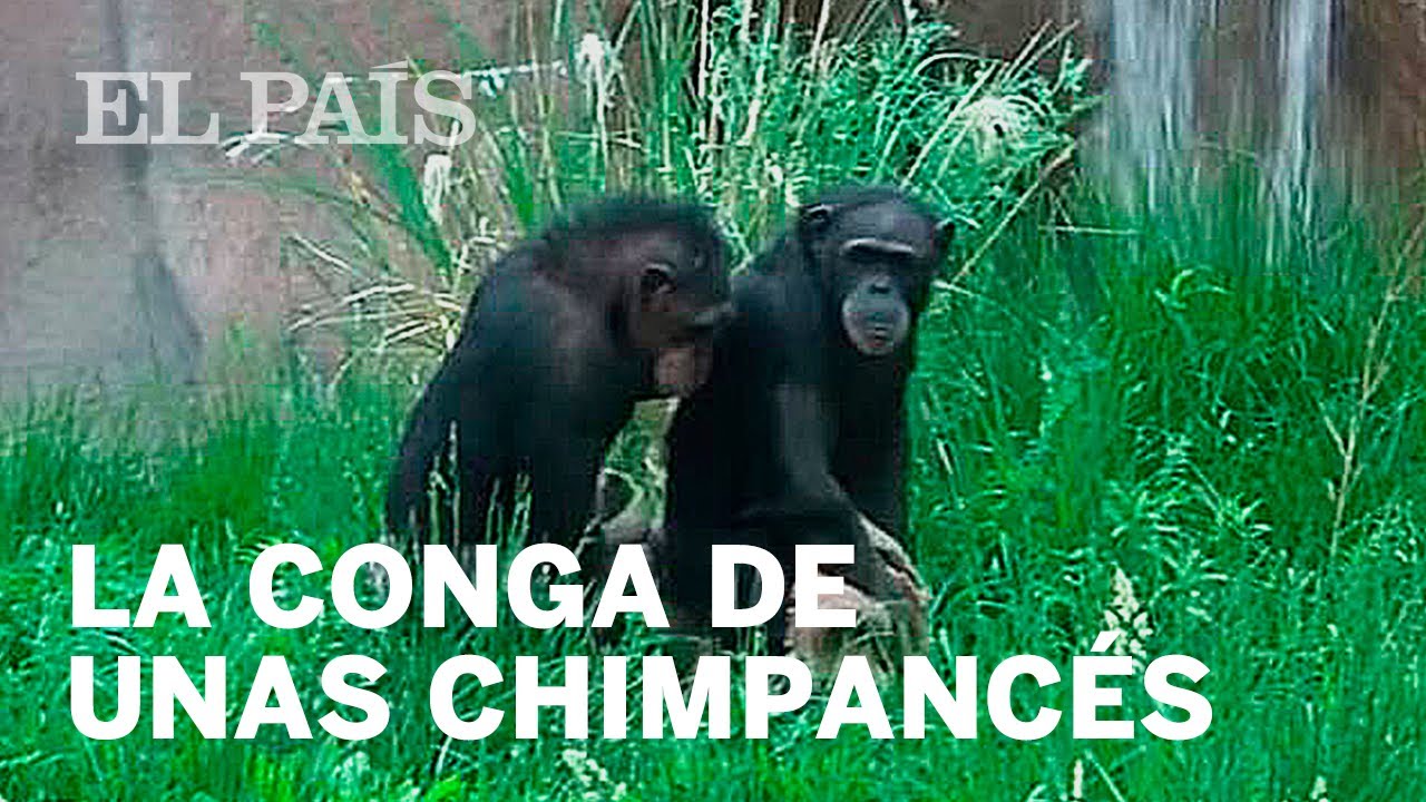 La “extraordinaria” conga de unas chimpancés