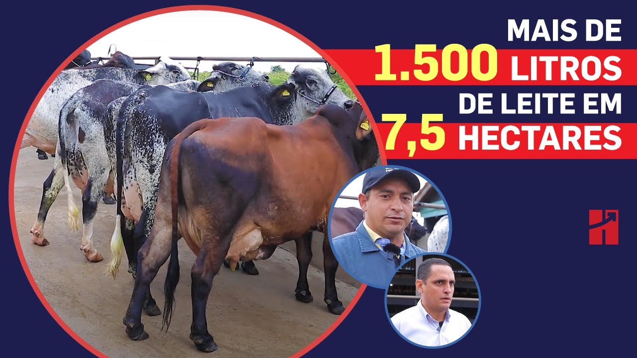 Caso de Sucesso 306 | Mais de 1.500 litros de leite em 7,5 hectares no Sítio Fortaleza