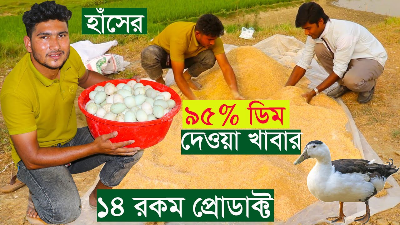 হাঁসের ৯৫% ডিম দেওয়া খাবার এবং খামার নতুন ভিডিও | হাঁসের খাদ্য | Duck Food Make | uddokta safollo