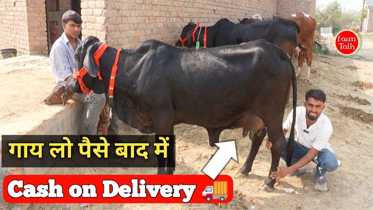 बिना पैसे दिए गाय घर लाने का मौका 😀 9 Sahiwal Rathi & Cross Breed Cow ✨ 18 लीटर तक दूध Cow For Sale 