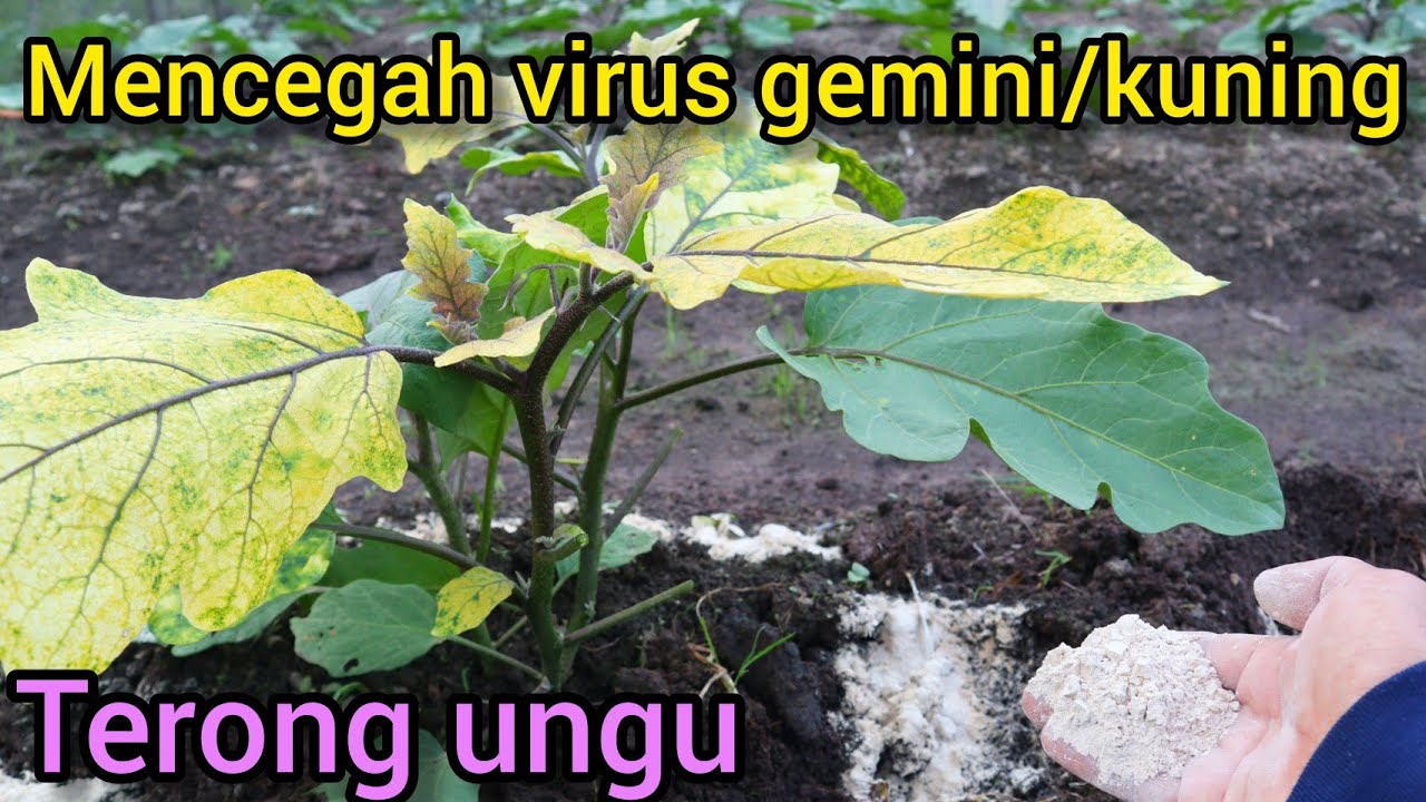 Cara pencegahan penyakit virus gemini/virus kuning daun pada terong ungu