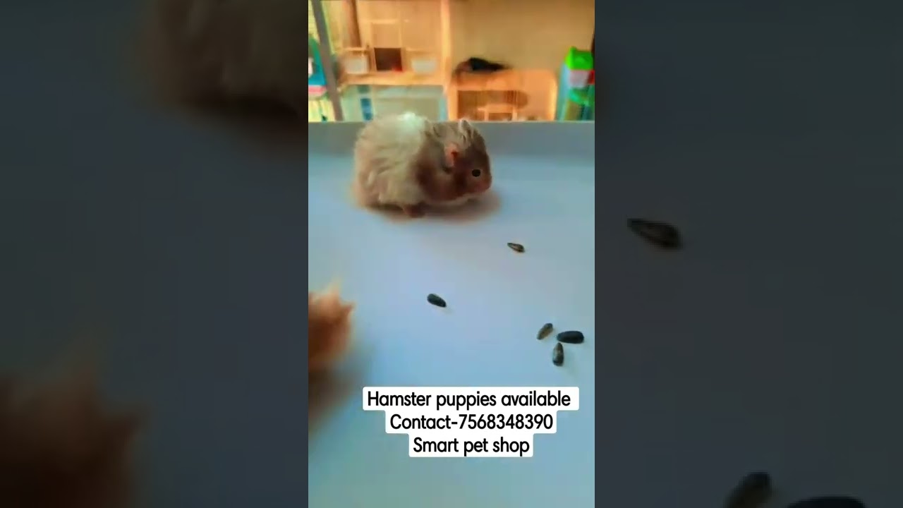 Hamster puppies available in udaipur..  