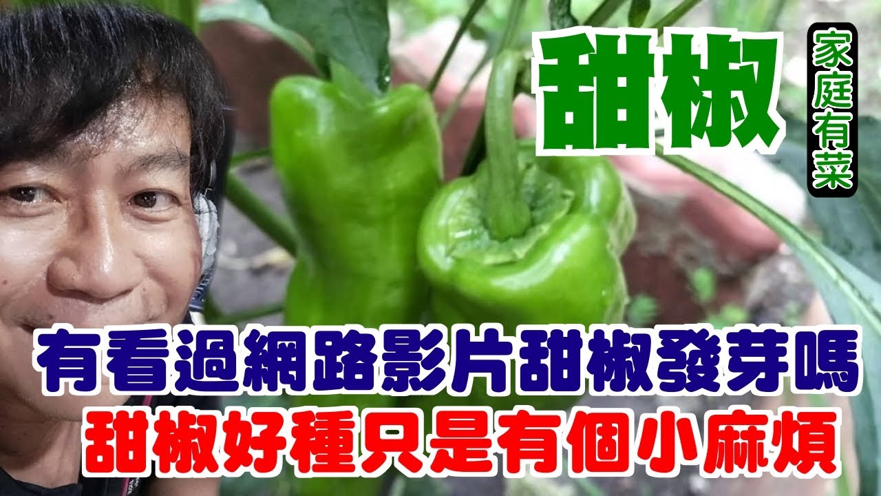 【家庭有菜】甜椒很好種，只有一點小秘訣要注意