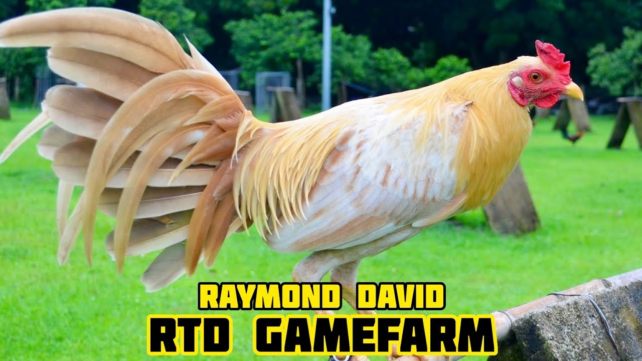 WHITE GOLD - RTD GAMEFARM