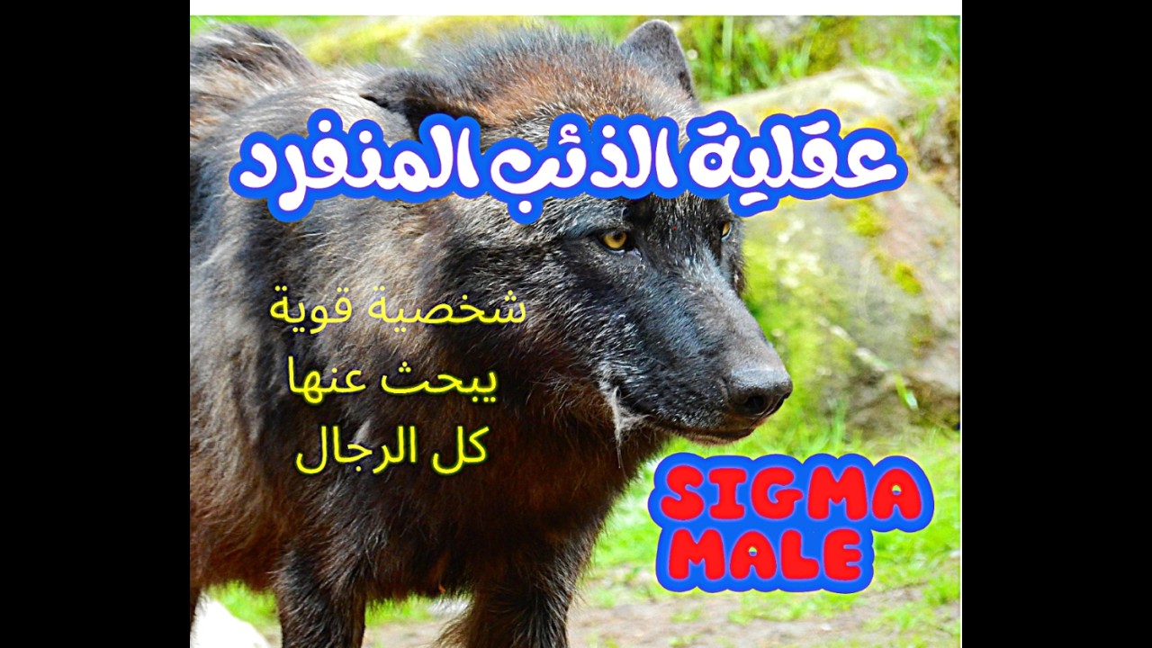 السقما-Sigma او الذئب المنفرد شخصية الرجل القوي الجذاب والغامض تعرف عليها  #تطوير_الذات