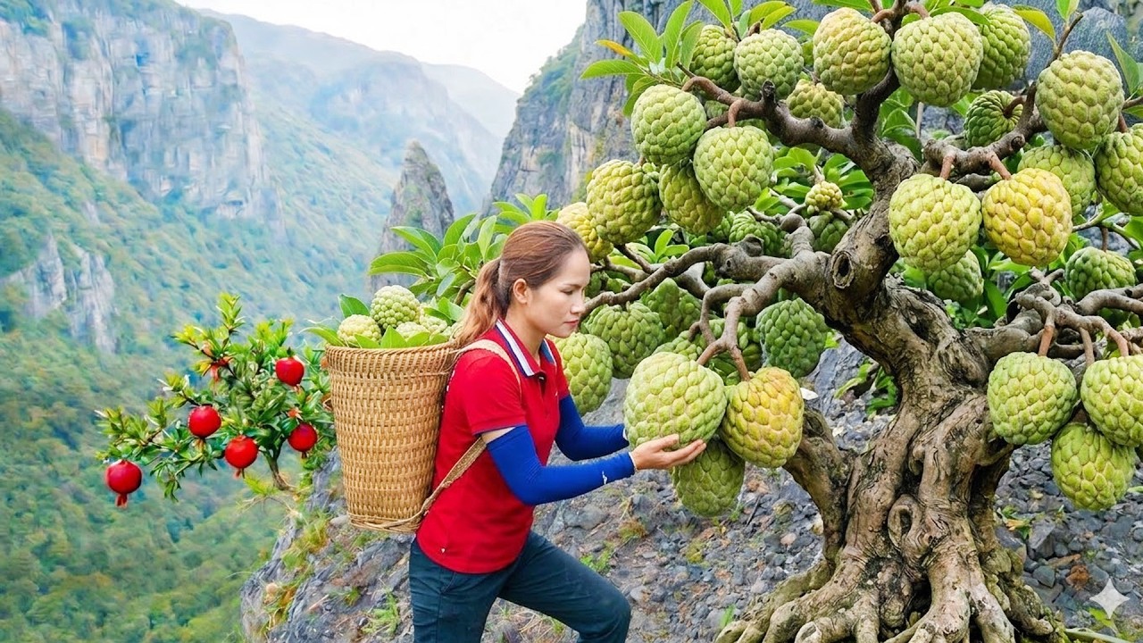 Harvesting Giant Wild Thai Sugar Apples for Market | Delicious Smoothie Sold Out Fast