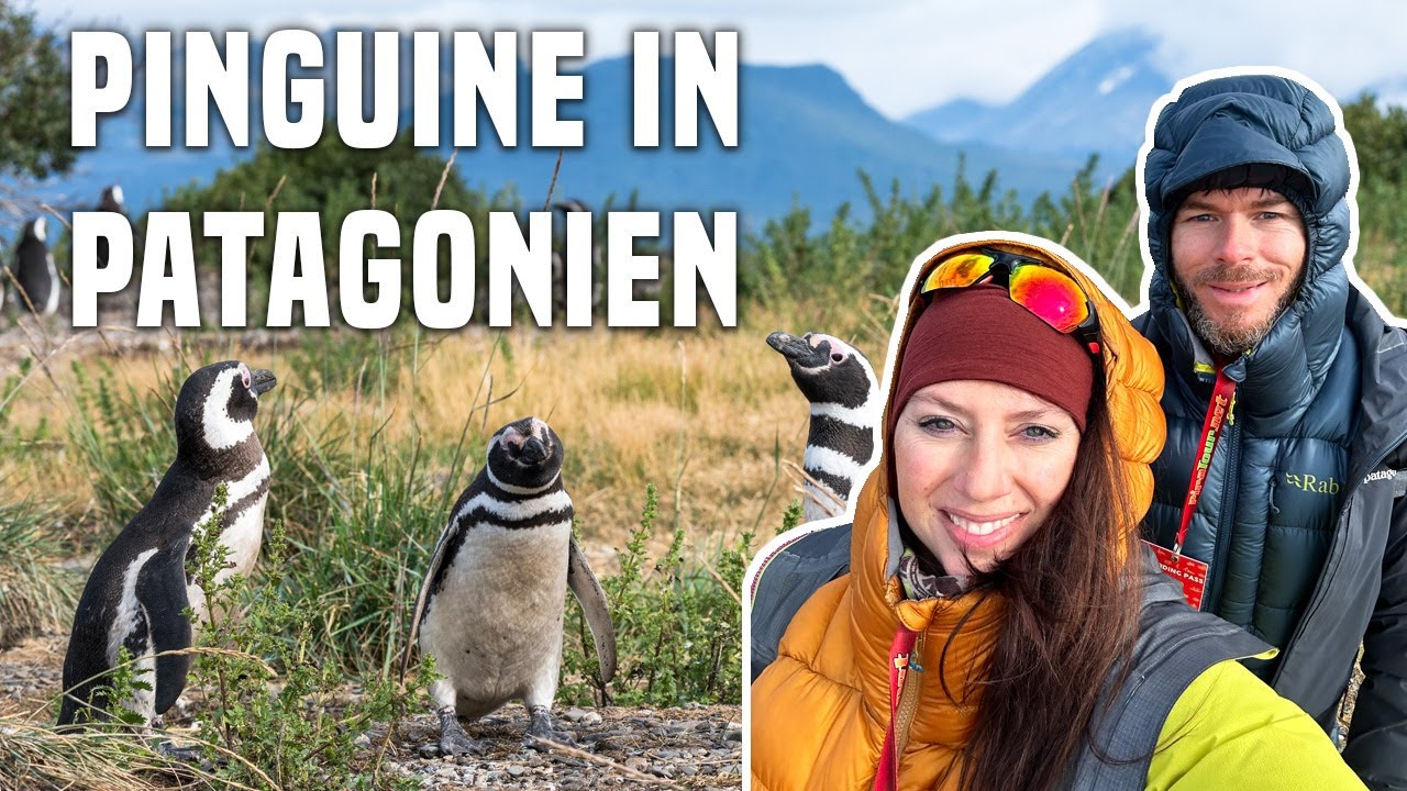 Patagonien pur: Ein Wildlife-Abenteuer mit Pinguinen, Delfinen und Seelöwen in freier Wildbahn