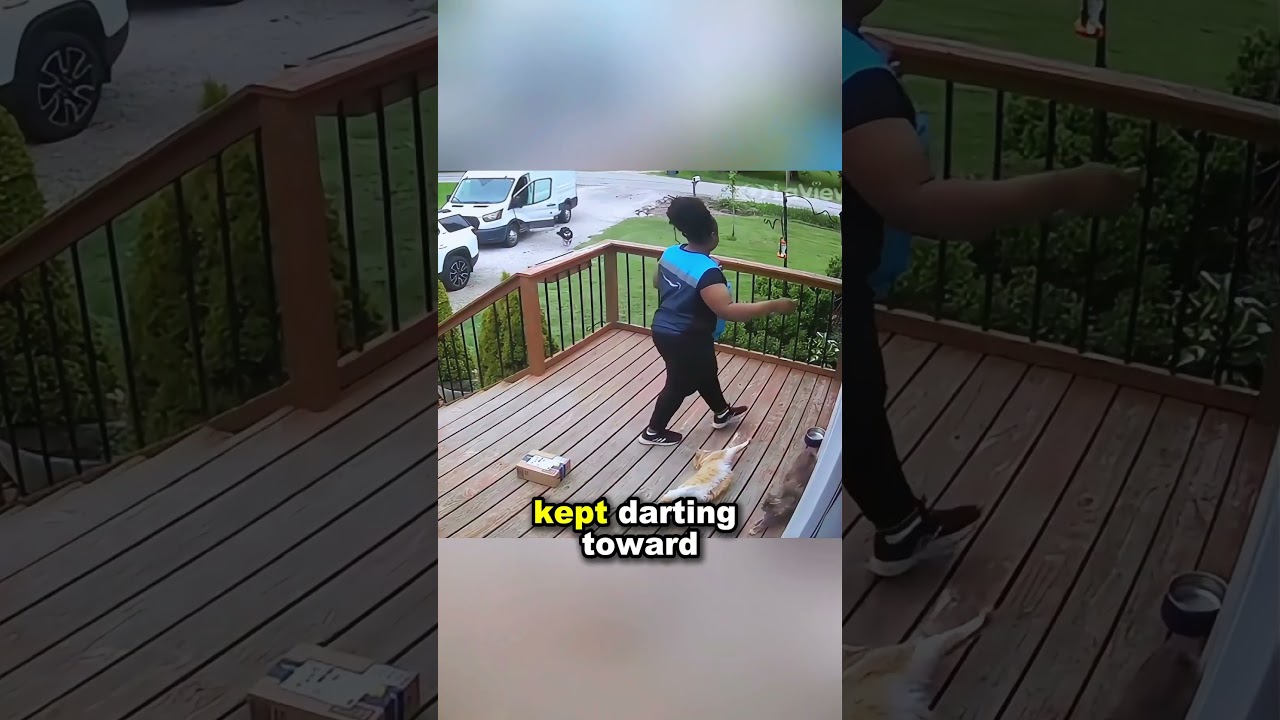 Driver confronts a husky while delivering!