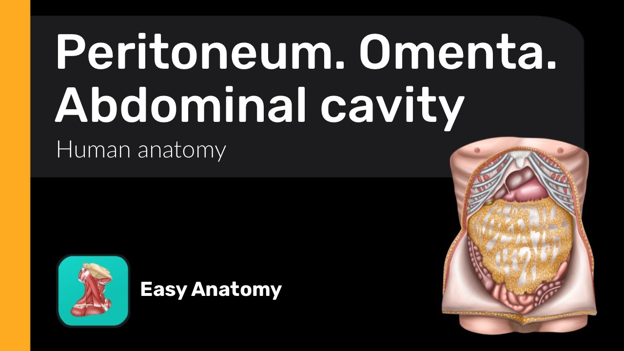 Peritoneum | Omenta | Abdominal cavity | Anatomy & Function