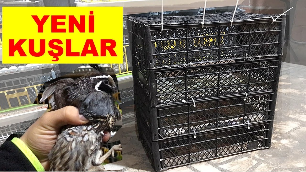Kalifornia Bıldırcını Aldım !!