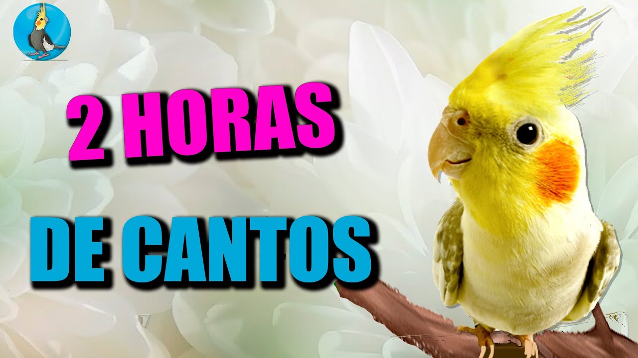 ENSEÑALE A CANTAR A TU CACATUA NINFA 2 HORAS de cantos