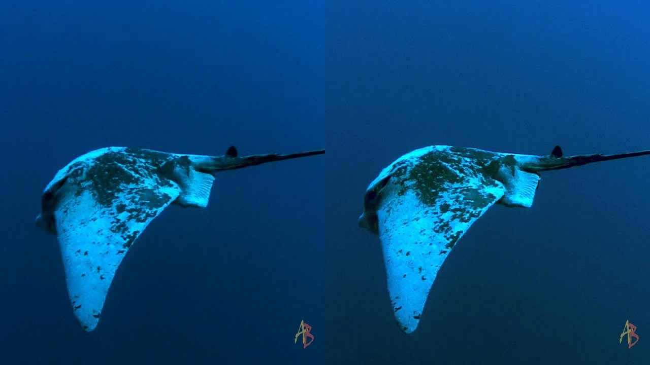 Underwater video of 2014 3D side by side