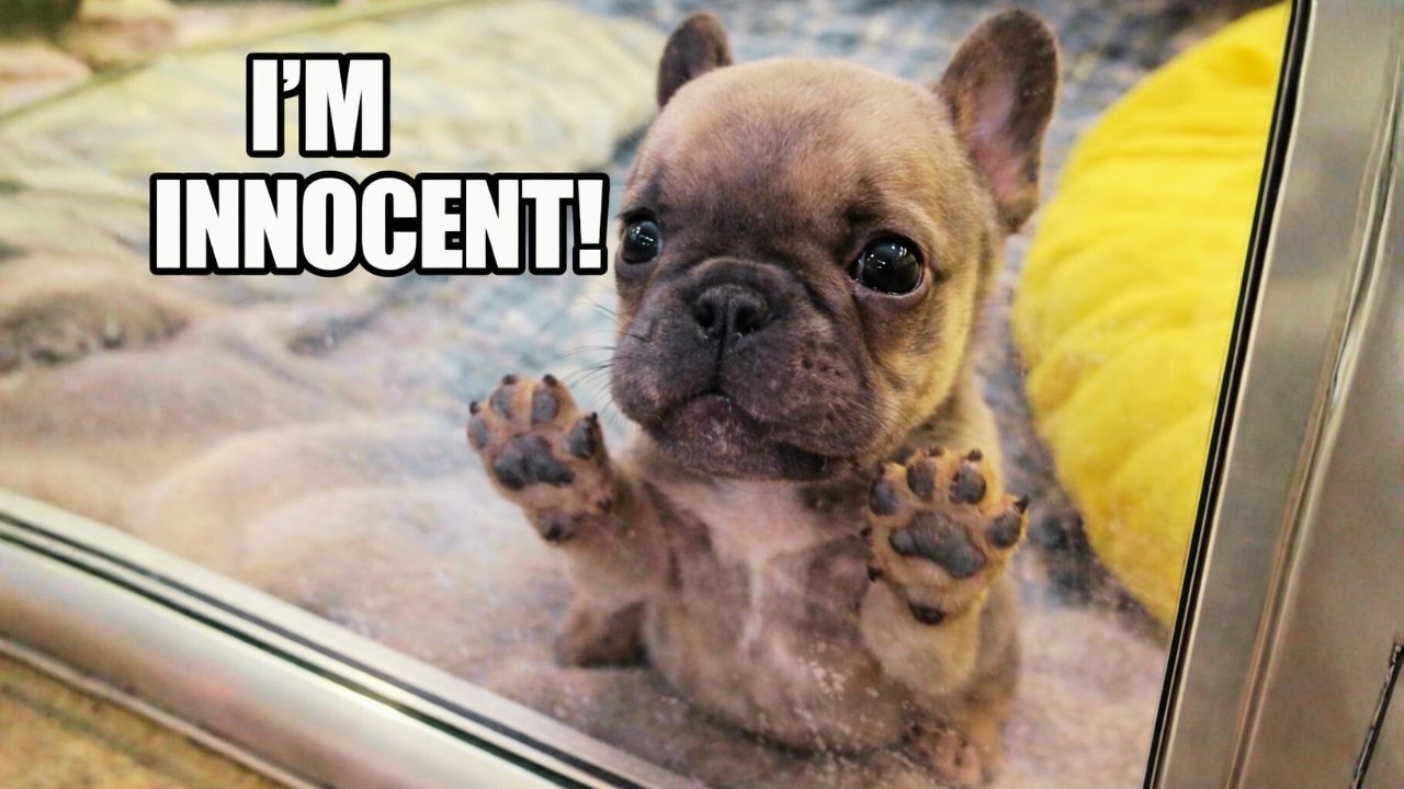 Tiny Frenchie Screams for Release — “I Didn’t Do Anything! I’m Innocent!” 😂🐶
