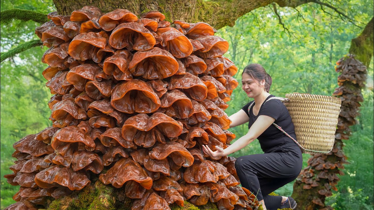 Harvesting GIANT Wood Ear Mushrooms From an Ancient Tree | SOLD OUT Fast at Village Market