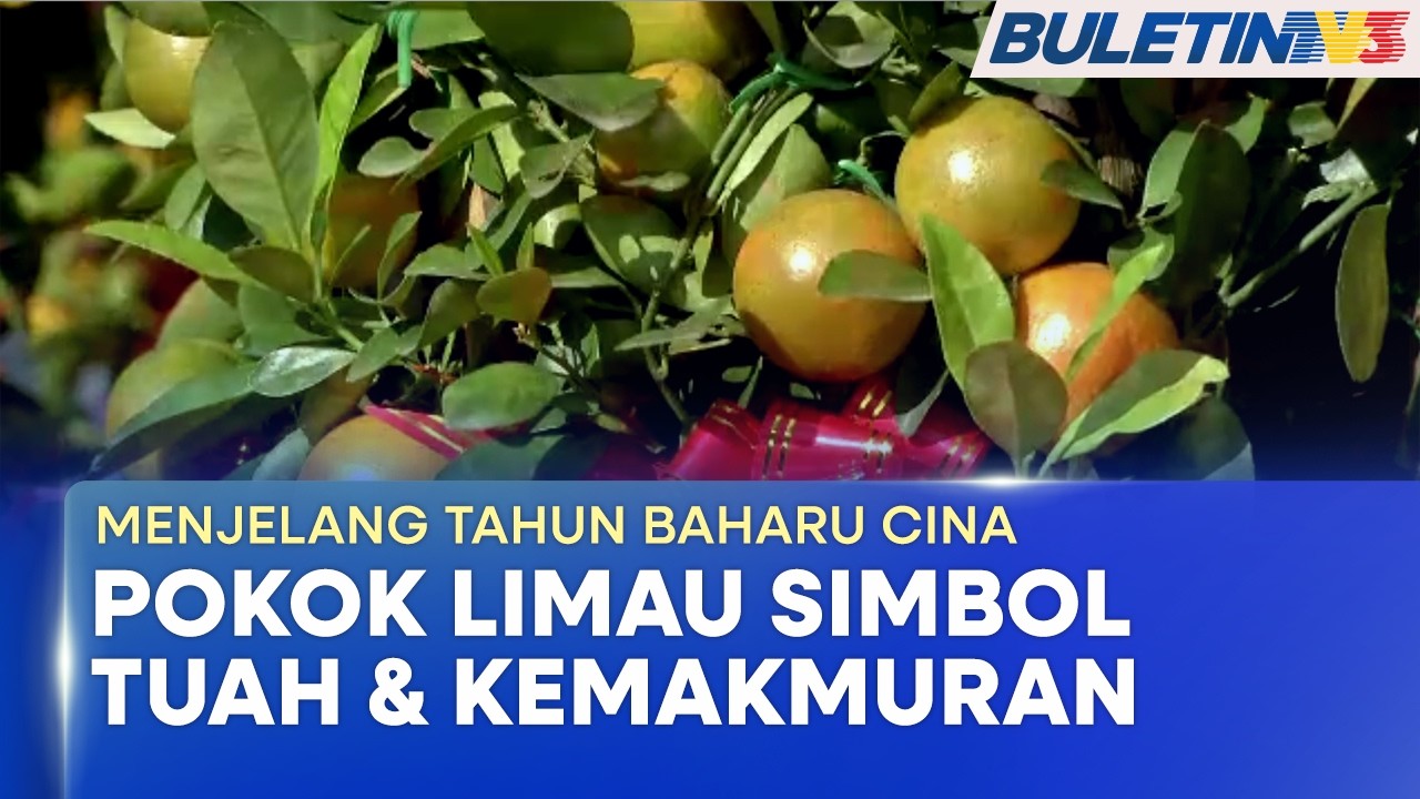 MENJELANG TAHUN BAHARU CINA | Tradisi Pokok Limau, Simbol Tuah & Kemakmuran (BU)