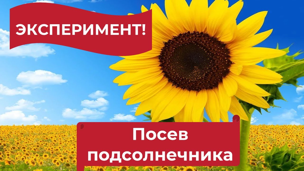 Эксперимент по посеву подсолнечника